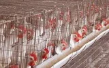 Egg Wholesalers Namakkal  Egg Wholesale Price in Namakkal