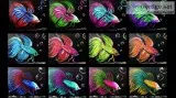 Sacramento Studio 51 Betta Fish Wine Down Wednesday  5 Off