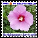  Various Plants - and  Flowers  Rose of Sharon Xmas Tree 75Large