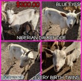Nigerian Dwarf Goat s for sale