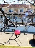 End Unit Townhouse For Rent