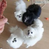 Puppies for sale