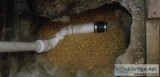 licensed plumber
