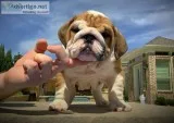 Sweet english bulldog available