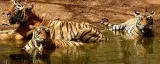 Best Tiger safari tour- Tiger safari