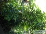 PRO FLOWER BED DESIGN and CARE
