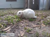 6 month old bunny s for sale