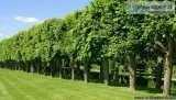 Let Experienced Tree Surgeons In Richmond Take Care Of Your Gard