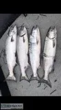 Chinook King Salmon Season Is Here