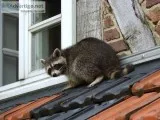 Raccoon Removal Service In San Diego