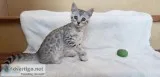 TICA Registered Bengal Kittens
