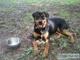 searching for status  2 Rottweilers