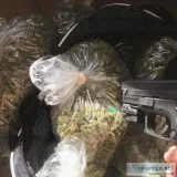 Indoor Top Shelf strains (no Greenhouse or Light Dep)