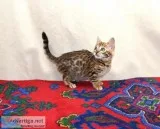 Cute Bengal Available