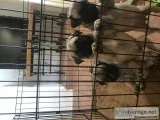 Pug puppies
