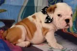 Pure breed english bulldog puppies avail