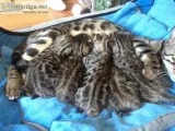 Beautiful Bengal kittens for sale