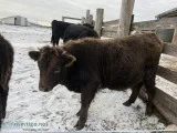 Calf