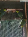 3 stunning red capped parrots