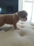 English bulldog puppies for sale