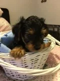 Adorable yorkie puppies
