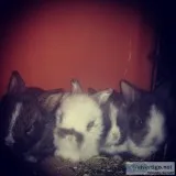 Bunnybrabbits lion lop