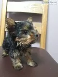 Males female $1500 parti yorkie 8 weeks