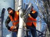 Gold&nbspCoast  Tree&nbspLopping