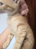 Male ginger kitten fully vaccinated 