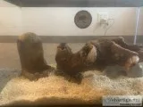 Ball python and enclosure