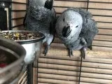 Supertame Baby African Grey