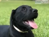 AKC Labrador Puppies For Sale