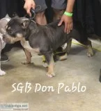 American bully
