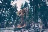 Tree Pruning Service Near Me