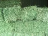 Quality Lucerne Hay for sale