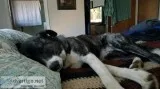 Lost Husky Mix at Trinidad Head
