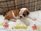 Friendly english bulldog puppies