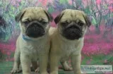 Stunning Pug Puppies (1 black  2 fawn girls)