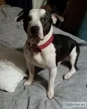 Good dog to good home