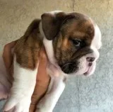 Socialized english bulldog puppies
