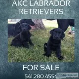 AKC English Labrador Retriever puppies