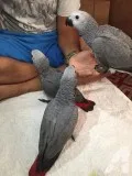 Quincy MA African Grey parrots-4-Rehoming