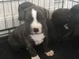 Beautiful Staffordshire Bull Terrier Puppies
