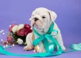 Lovely akc english bull dog 