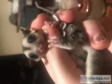 Female sugar glider
