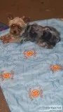 Yorkie male