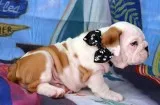 English bulldog puppies ready
