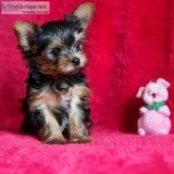 Yorkie Puppies Availabe For Rehoming