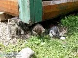 Cute kittens