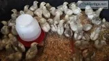 chickens and baby chicks Anderson Ca.